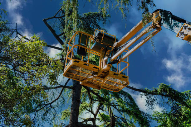 Best Tree Risk Assessment  in Oakwood, IL